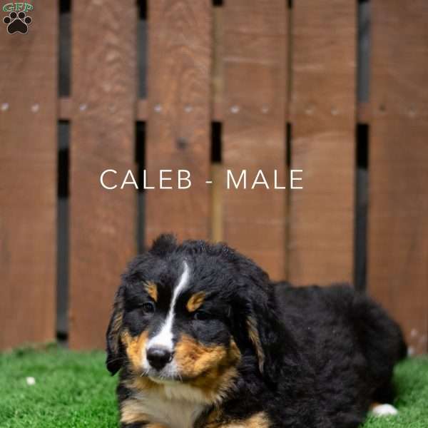 Caleb, Bernese Mountain Dog Puppy